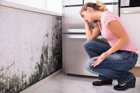 Why You Should Choose Our Mold Remediation Services in Mountainside, NJ